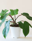 a Philodendron Squamiferum with long dark green leaves and fuzzy dark red stems