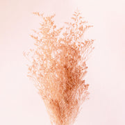 Soft rose colored dried caspia flower comes into frame on the bottom middle  of the photo.  The background is a soft pink color.  There is a whole bundle of these beautiful specimen spilling into frame.