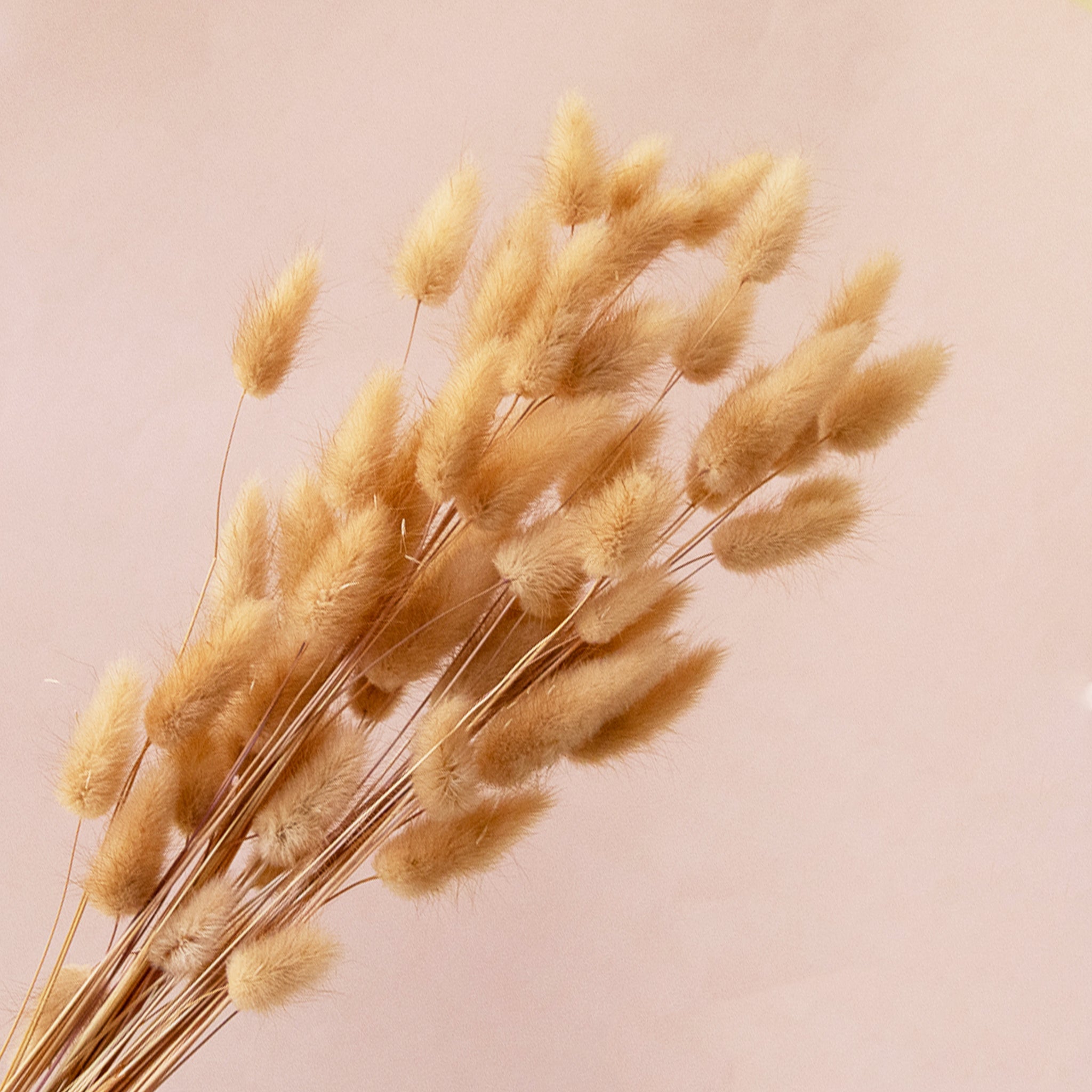 A bunch of natural bunny tail dried florals. 