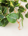 n front of a white background is a rounded white pot. Inside the pot is a philodendron brazil. The plant has long dark orange vines that spill over the sides of the pot. The leaves are light green with a neon green stripe down the middle.