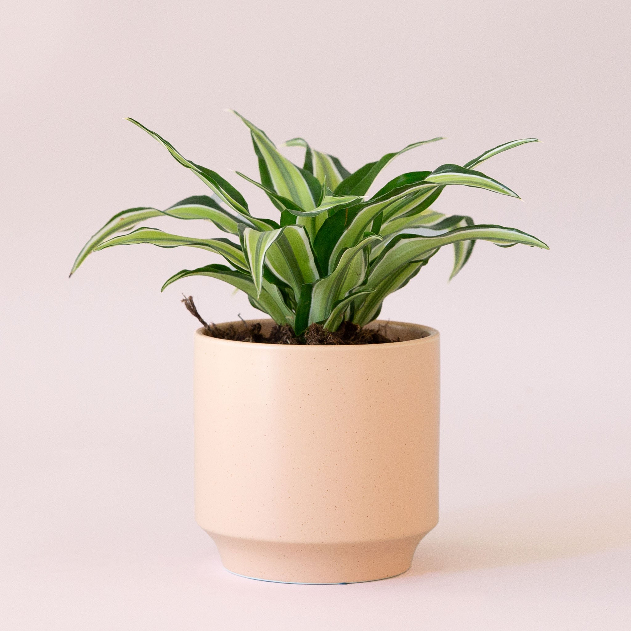 Dracaena | Malaika TEST