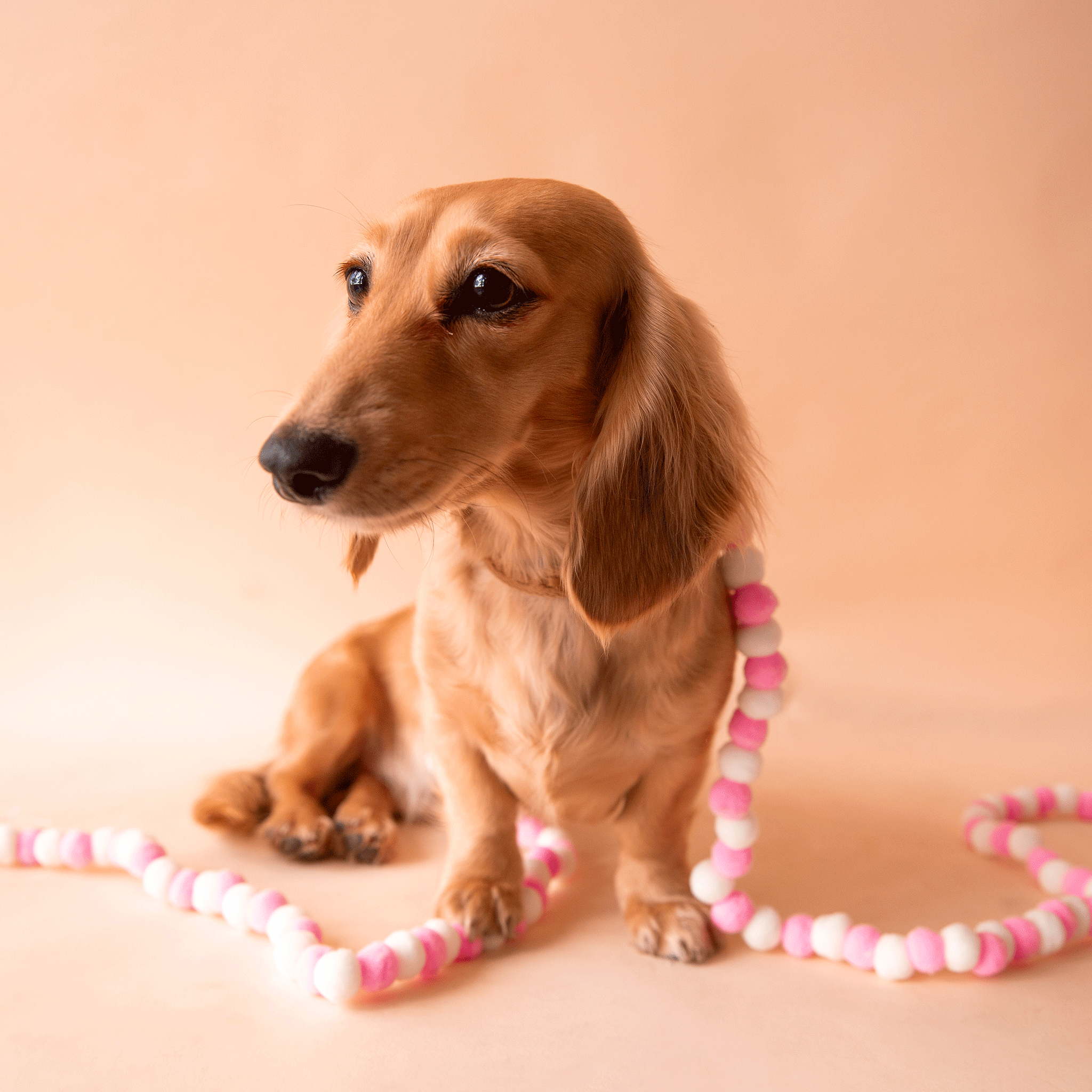 On a tan background is a dachshund puppy with the pom pom garland draped around her.  