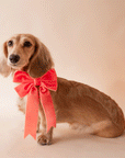 On a tan background is a dachshund wearing our velvet bow in the shape peach.
