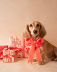 On a tan background is a dachshund sitting next to wrapped gifts and wearing our velvet bow in the shape peach. 