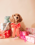 On a tan background is a dachshund sitting next to wrapped gifts and wearing our velvet bow in the shape peach.