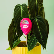 A hot pink moisture meter.