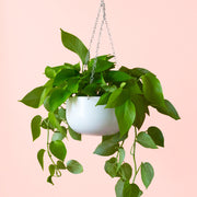 A metal white hanging planters with chain hangers. 