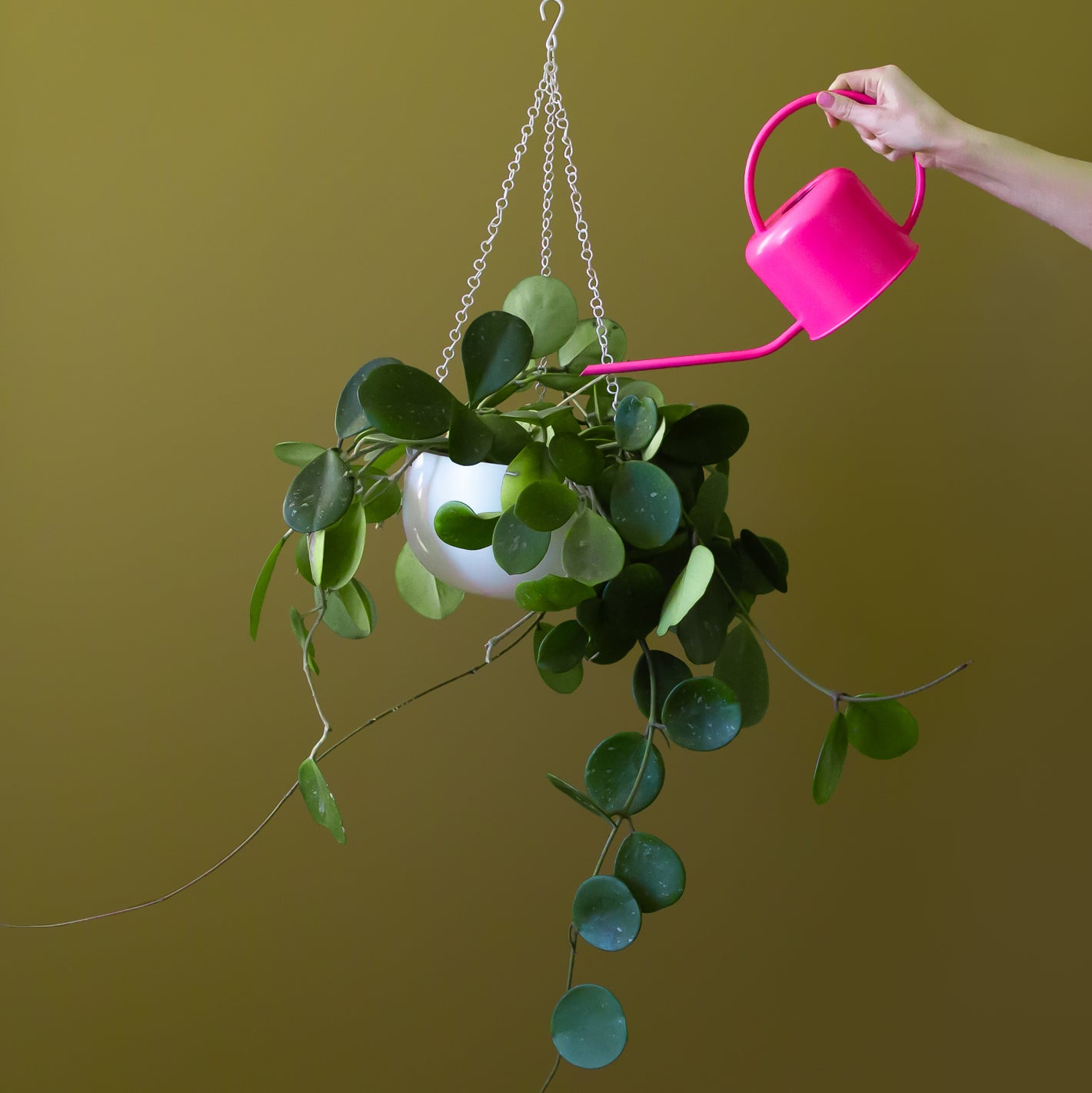 A metal white hanging planters with chain hangers. 