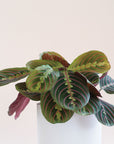 a maranta prayer plant featuring dark green leaves with red veining and a red underside.