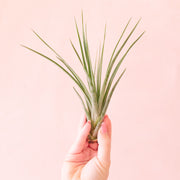 On a pink background is a green Fasciculata. 