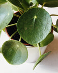 This is a close up picture of a green pilea peperomioide. The leaves are dark green circles with a small yellow dot in the top middle.