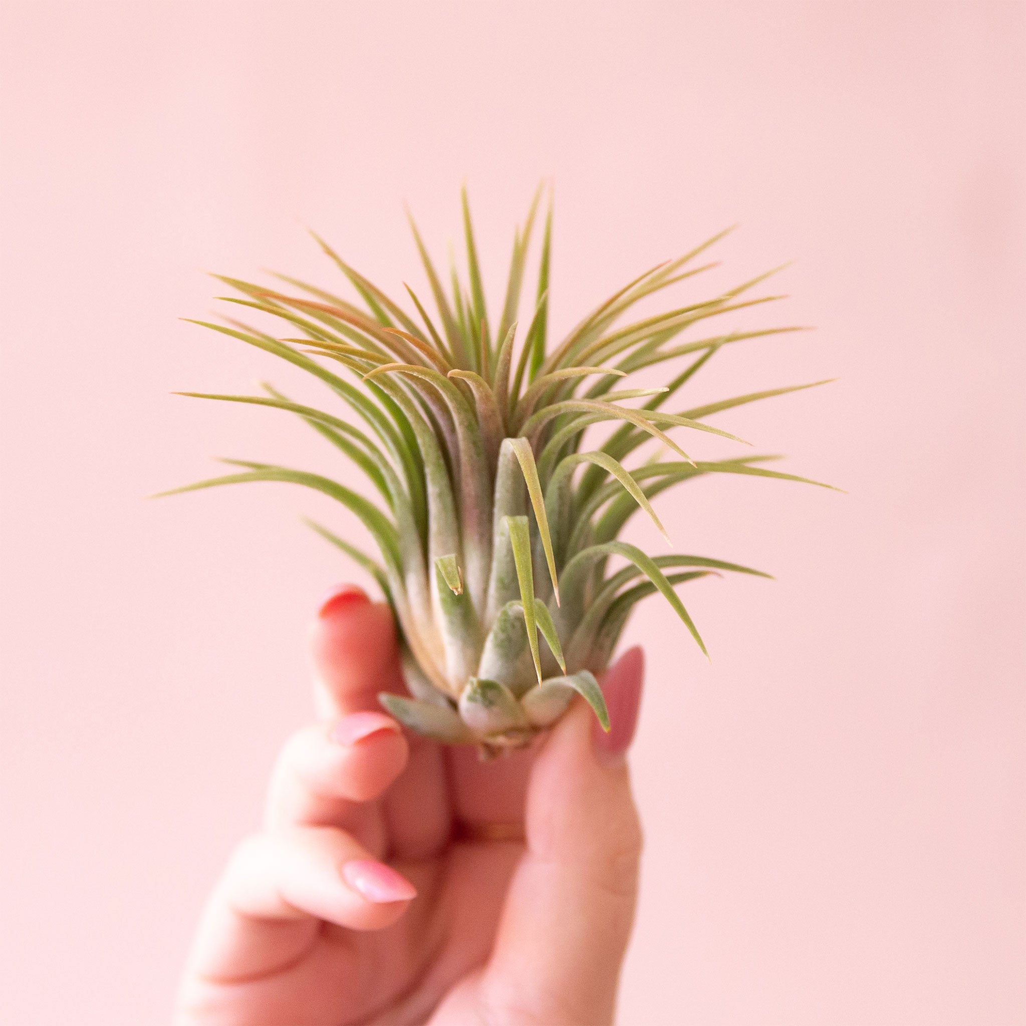 On a light pink background is a light green and orangey Tillandsia Ionantha Rubra air plant. 