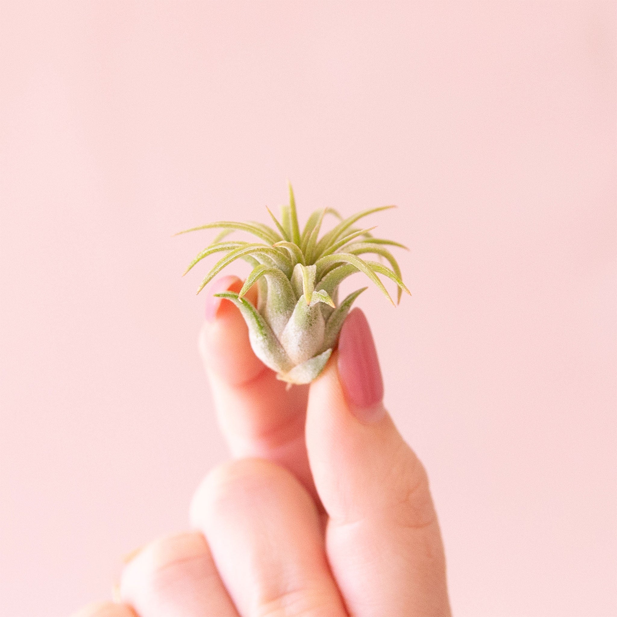 On a light pink background is a light green and orangey Tillandsia Ionantha Rubra air plant.