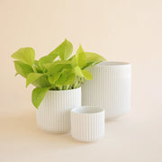 On an ivory background is three different sized white ceramic planters with a fluting detailing and a rounded bottom. 