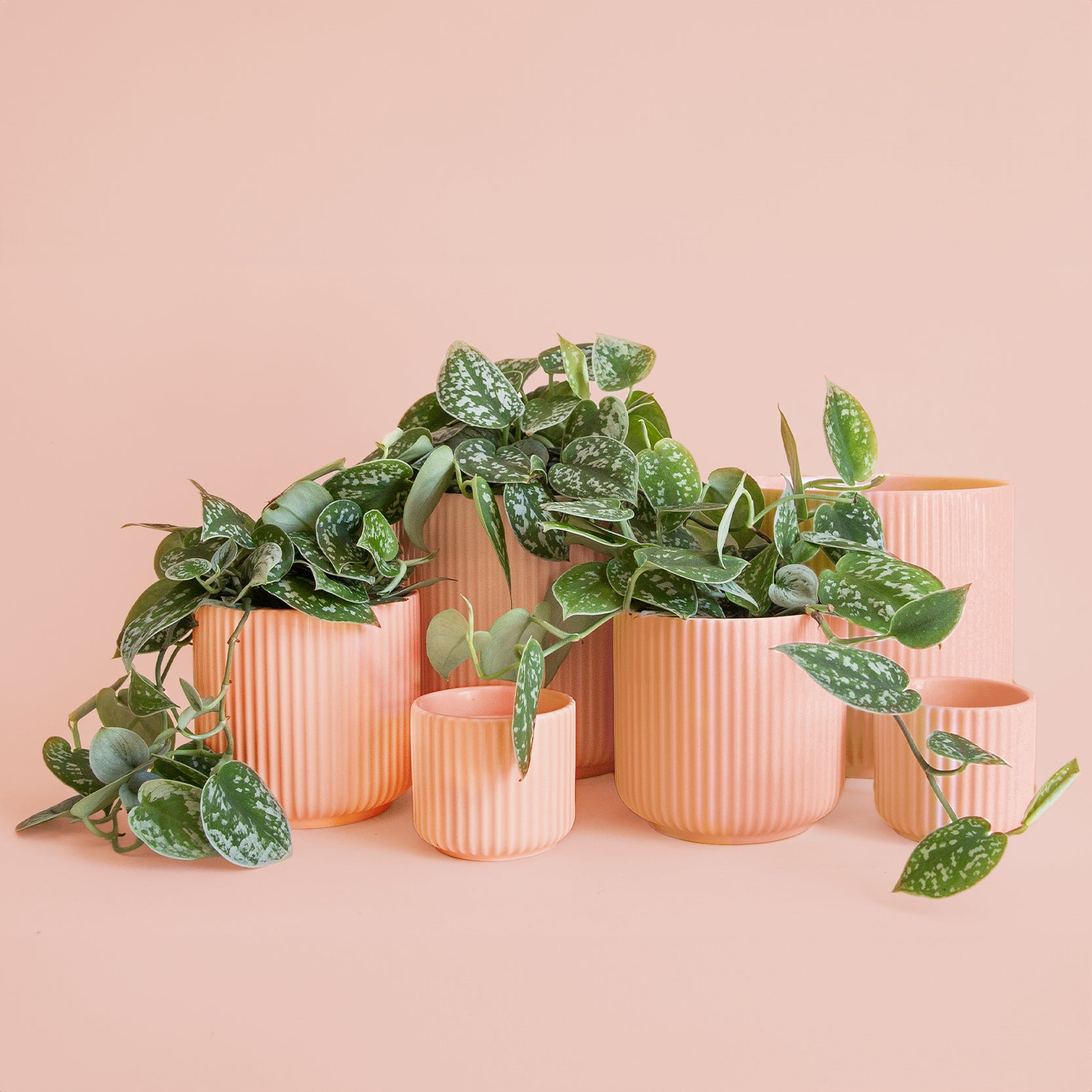 Three different sized fluted ceramic planters in a pink shade. Each planter sold separately. 