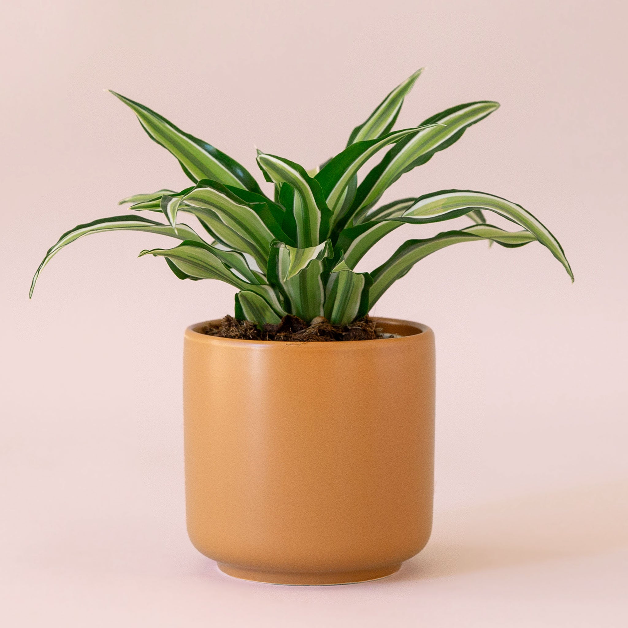 Dracaena | Malaika TEST