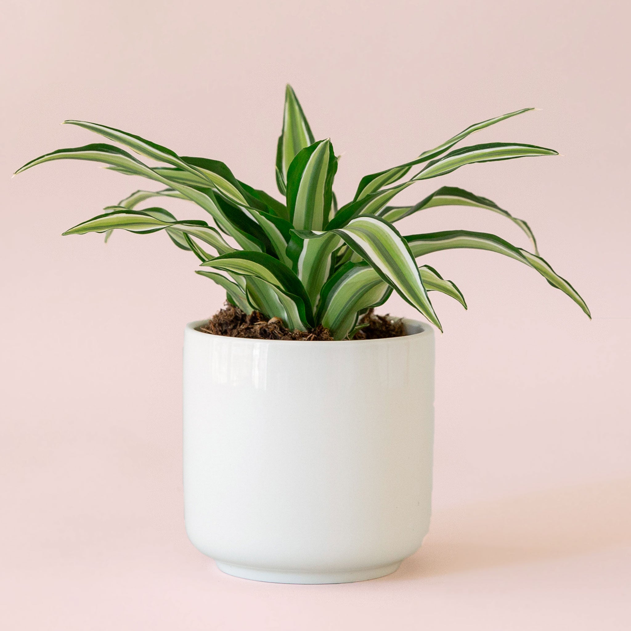 Dracaena | Malaika TEST