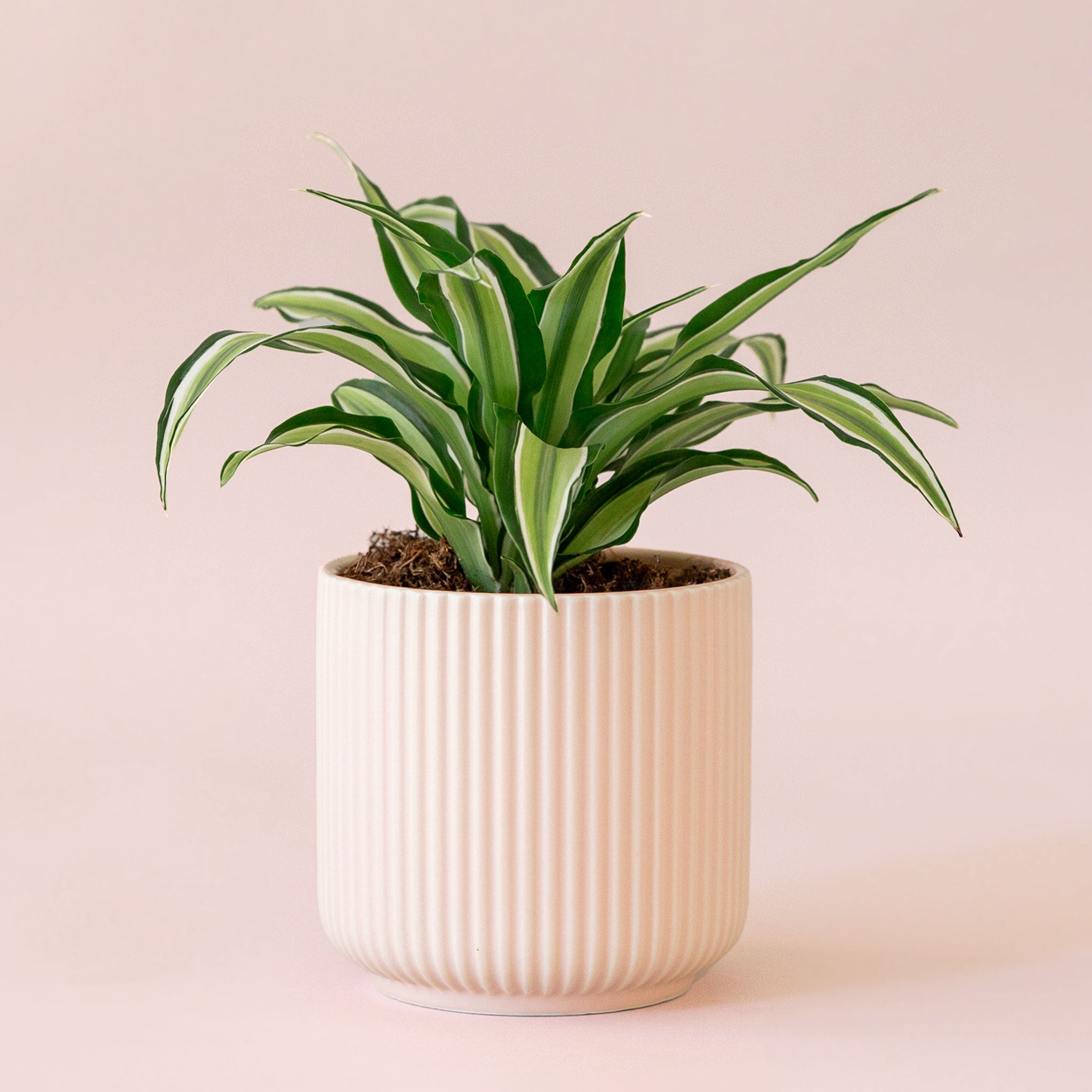 Dracaena | Malaika TEST