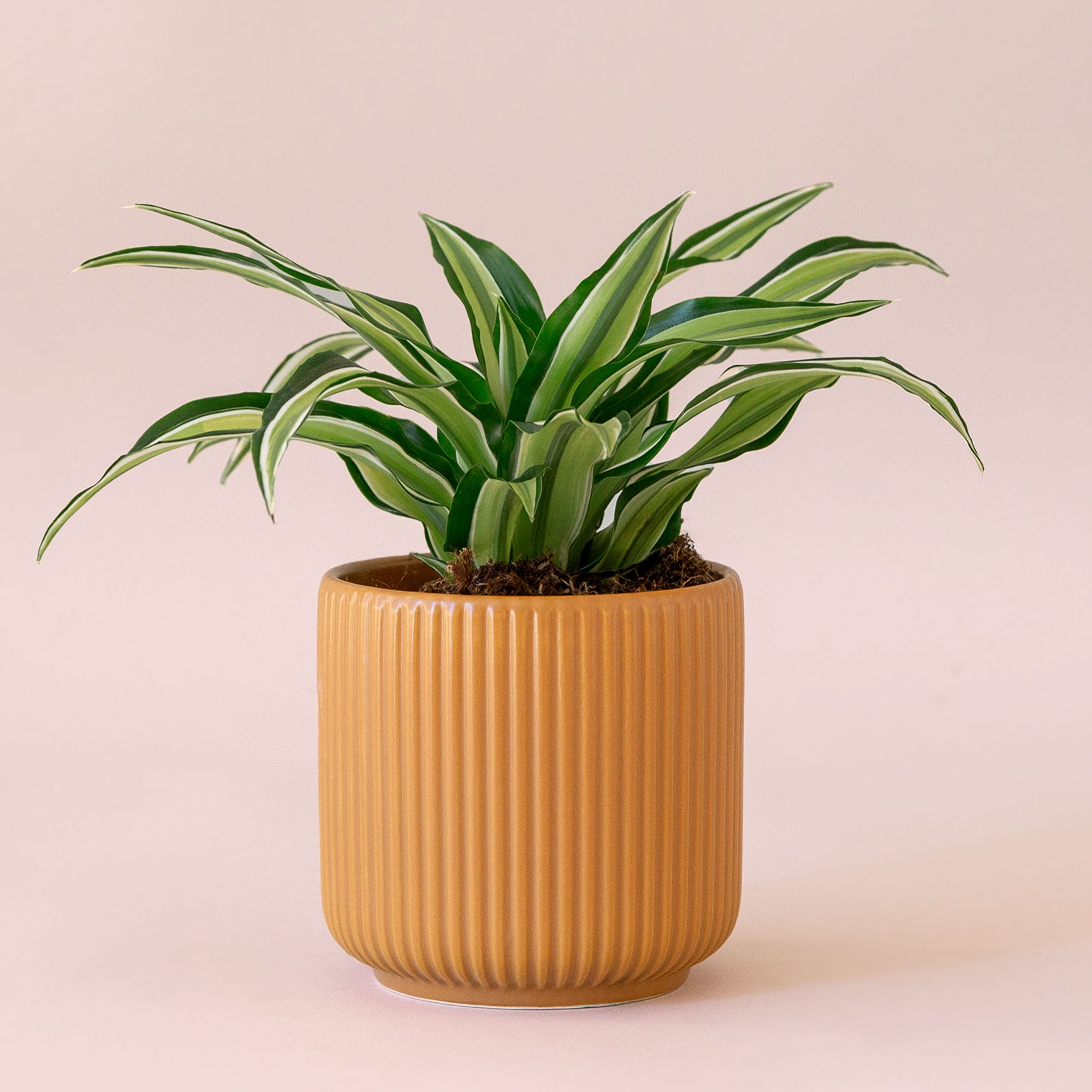 Dracaena | Malaika TEST