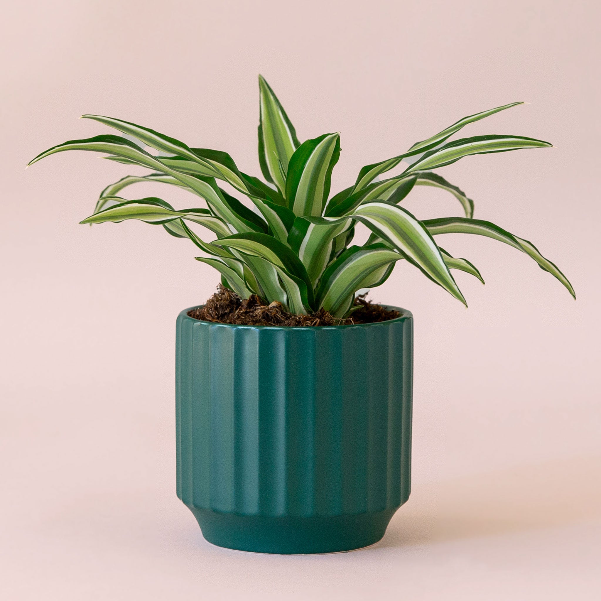 Dracaena | Malaika TEST