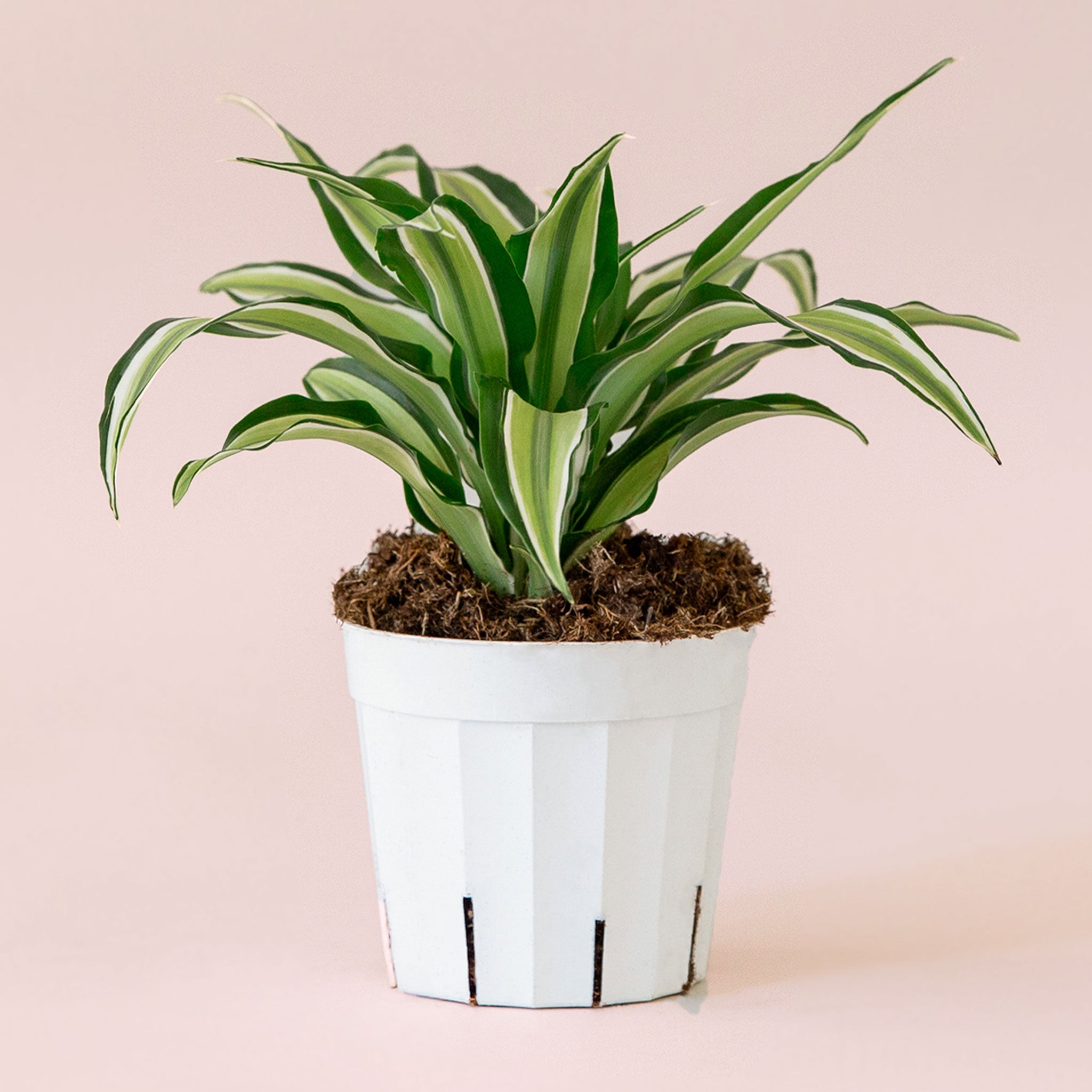 Dracaena | Malaika TEST