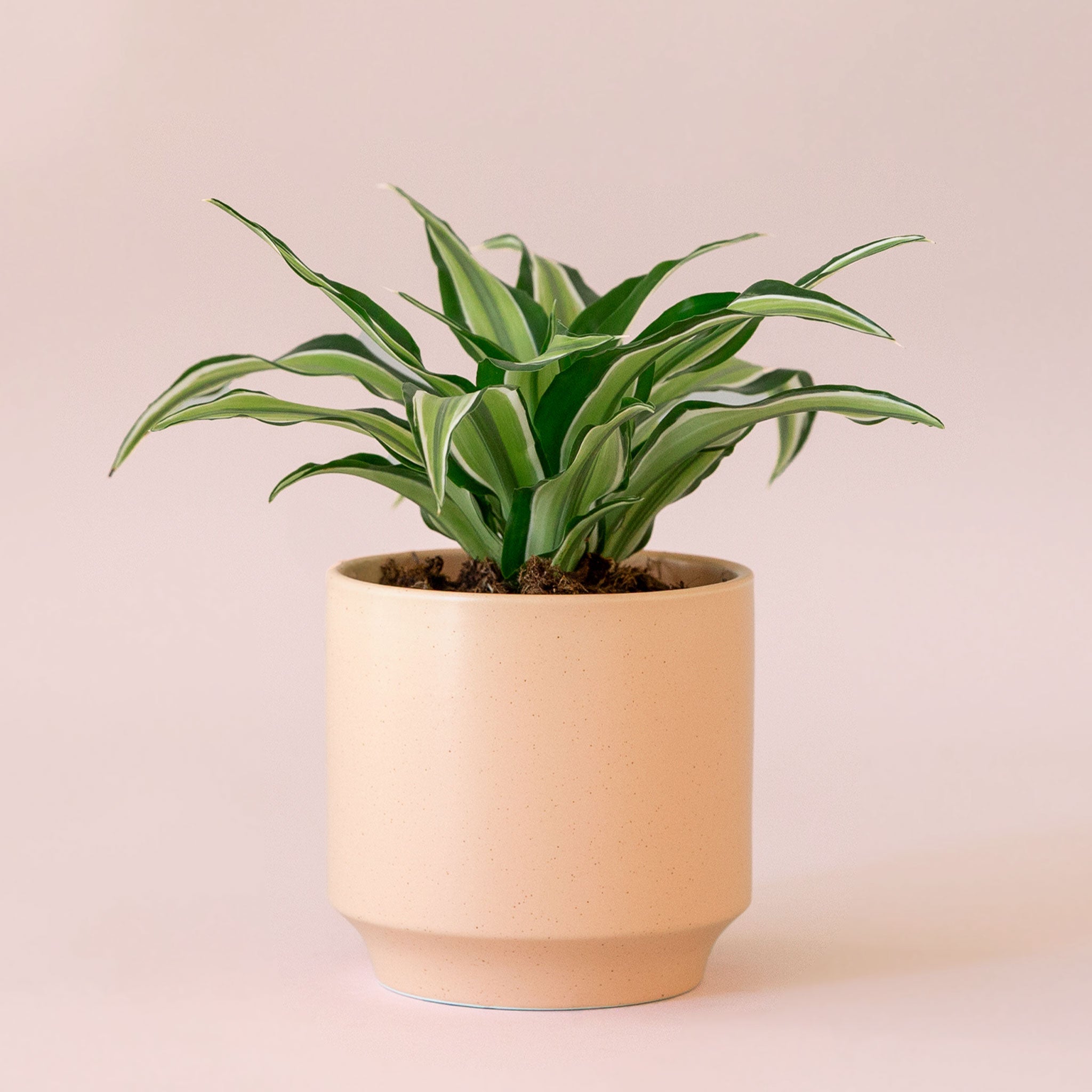 Dracaena | Malaika TEST