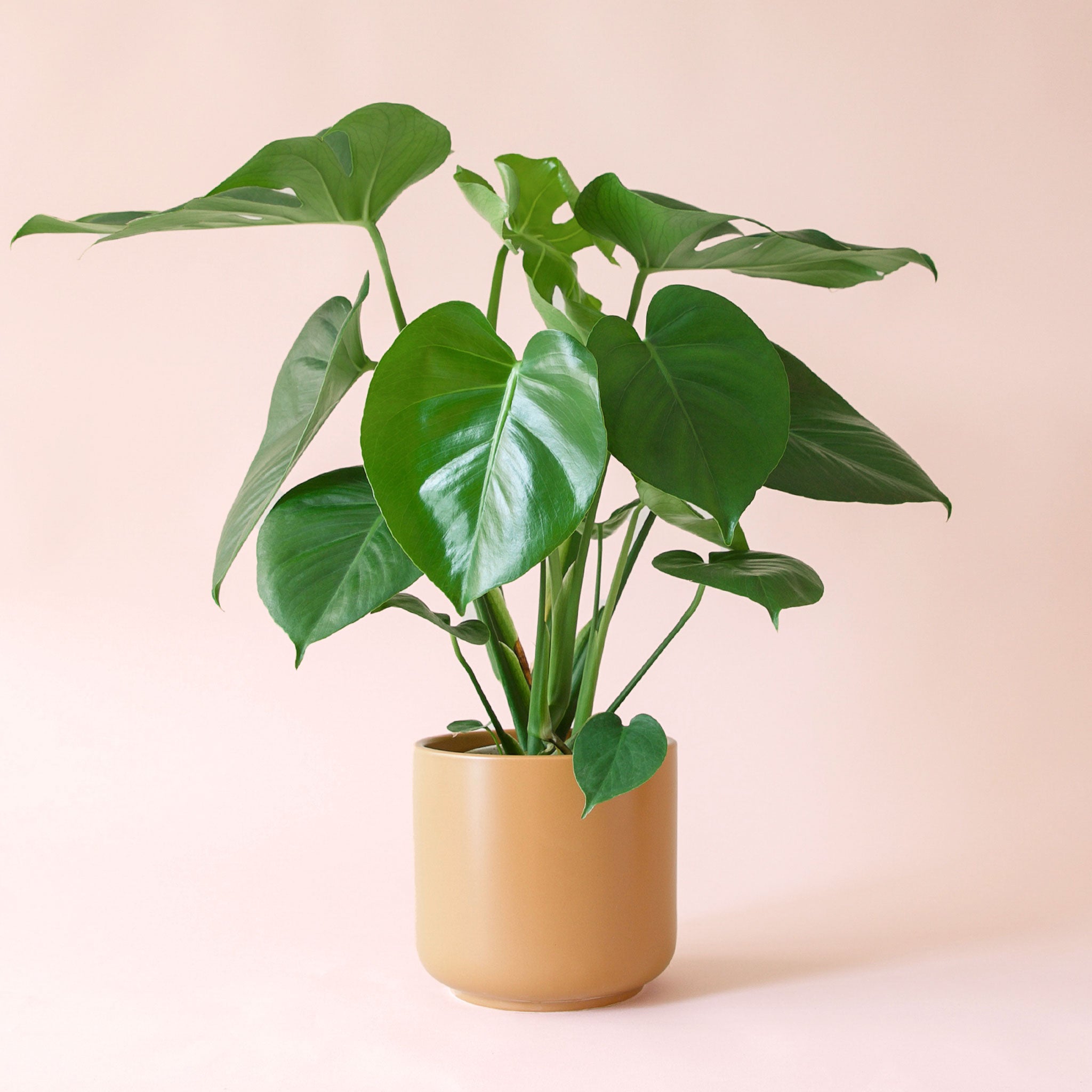 Monstera | Deliciosa