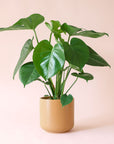 Monstera | Deliciosa