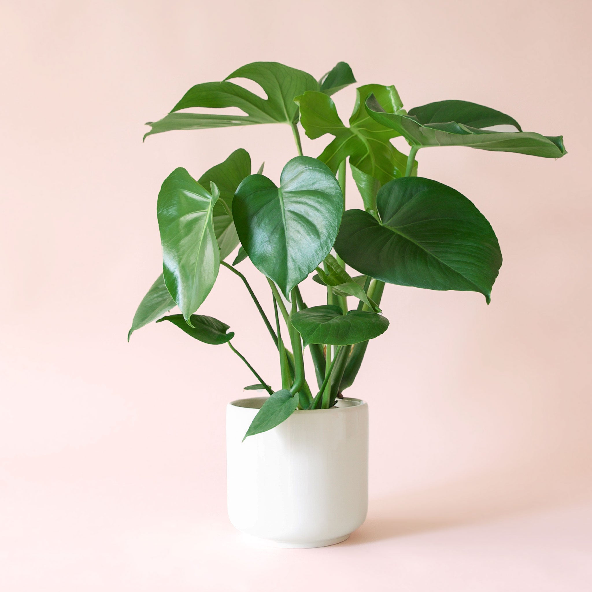 Monstera | Deliciosa