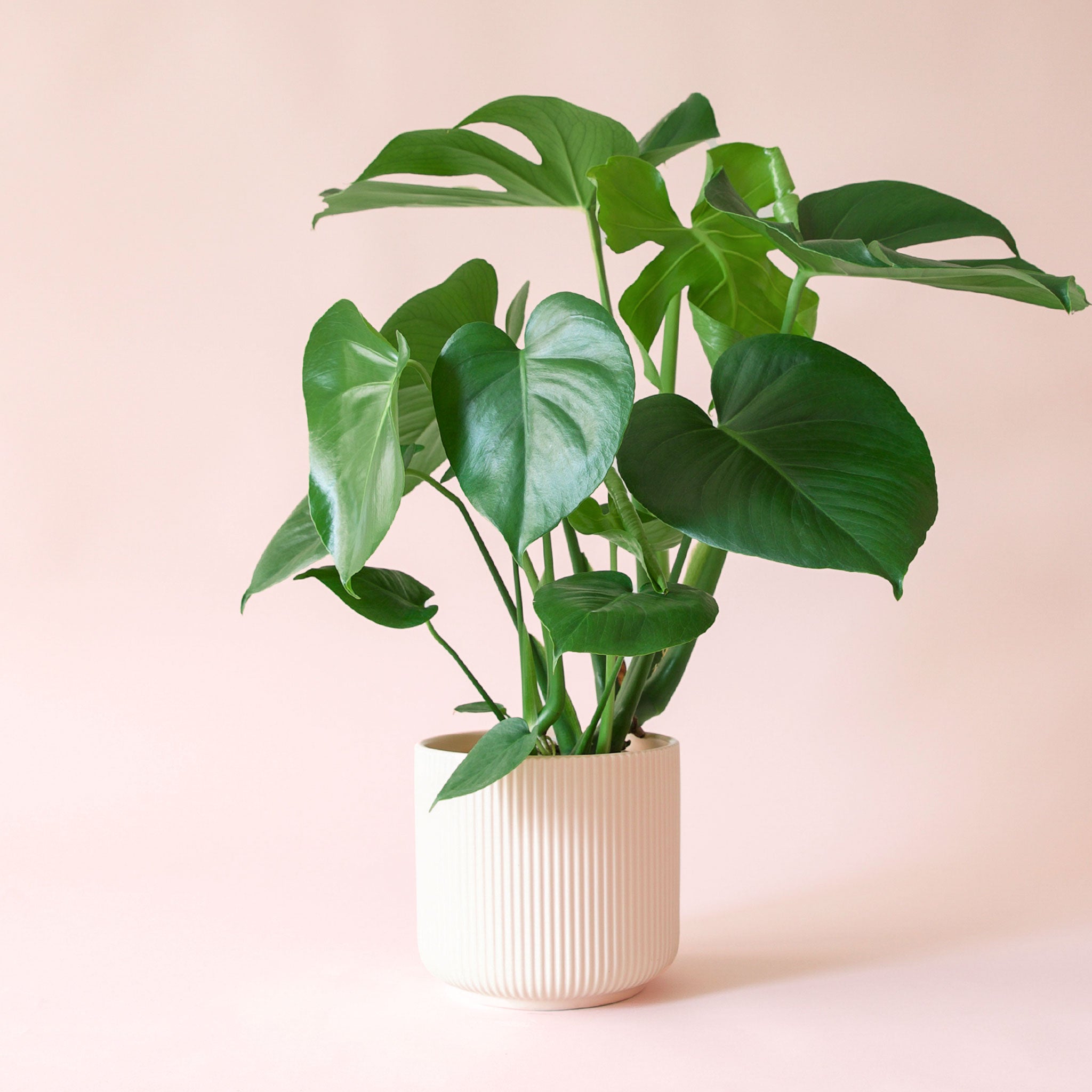 Monstera | Deliciosa