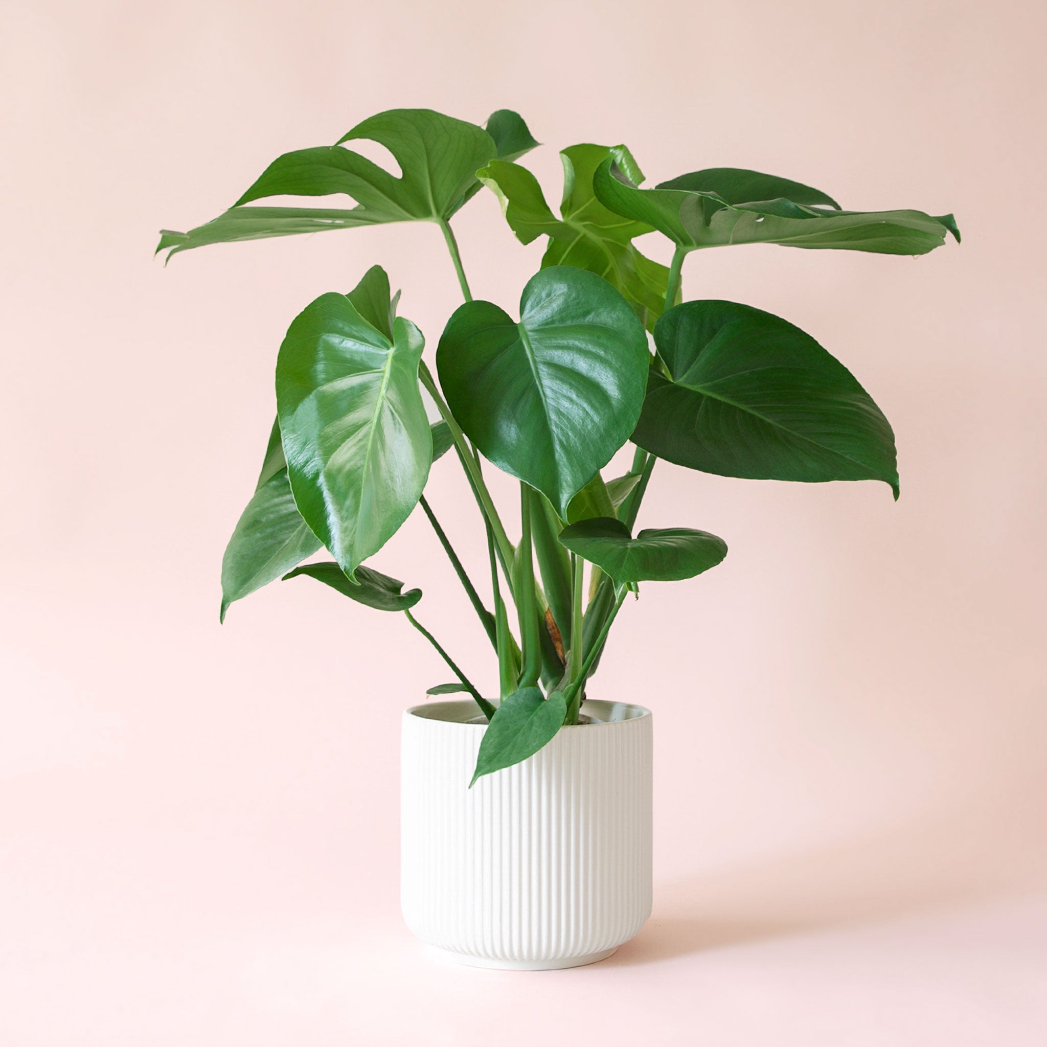 Monstera | Deliciosa