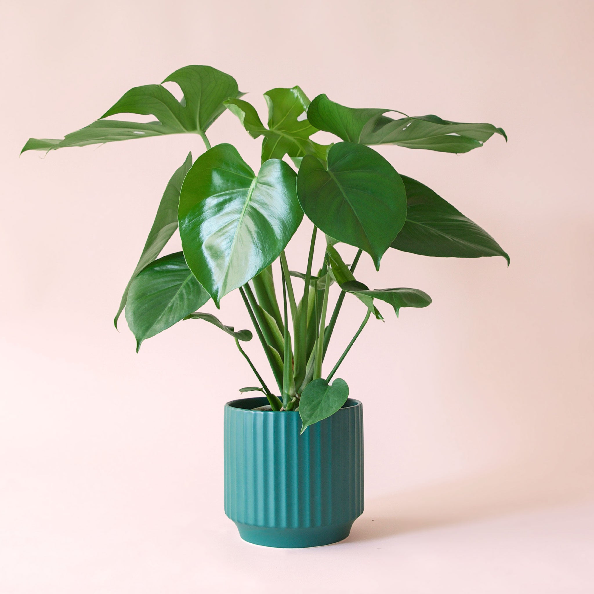 Monstera | Deliciosa