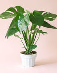 Monstera | Deliciosa