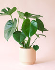 Monstera | Deliciosa