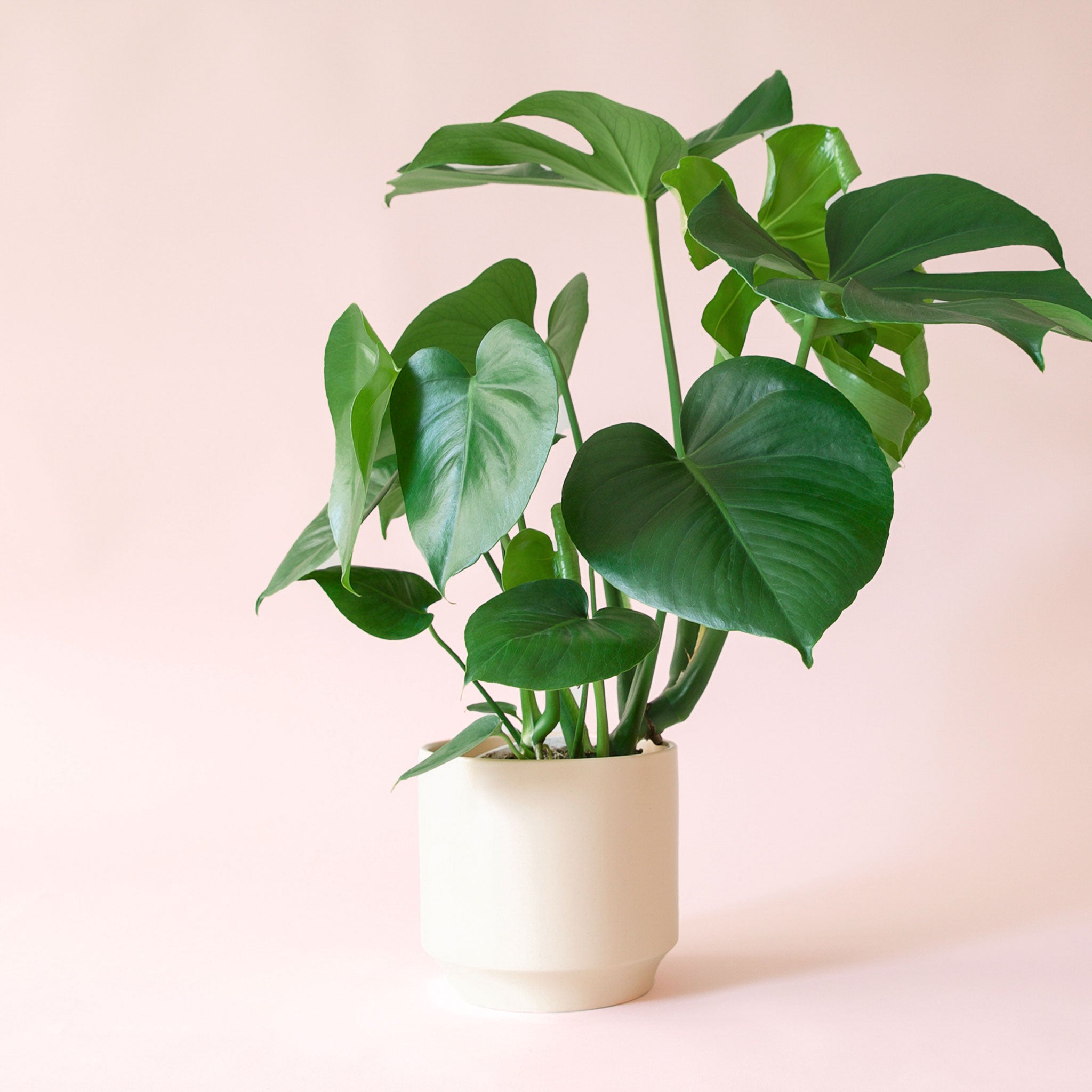 Monstera | Deliciosa