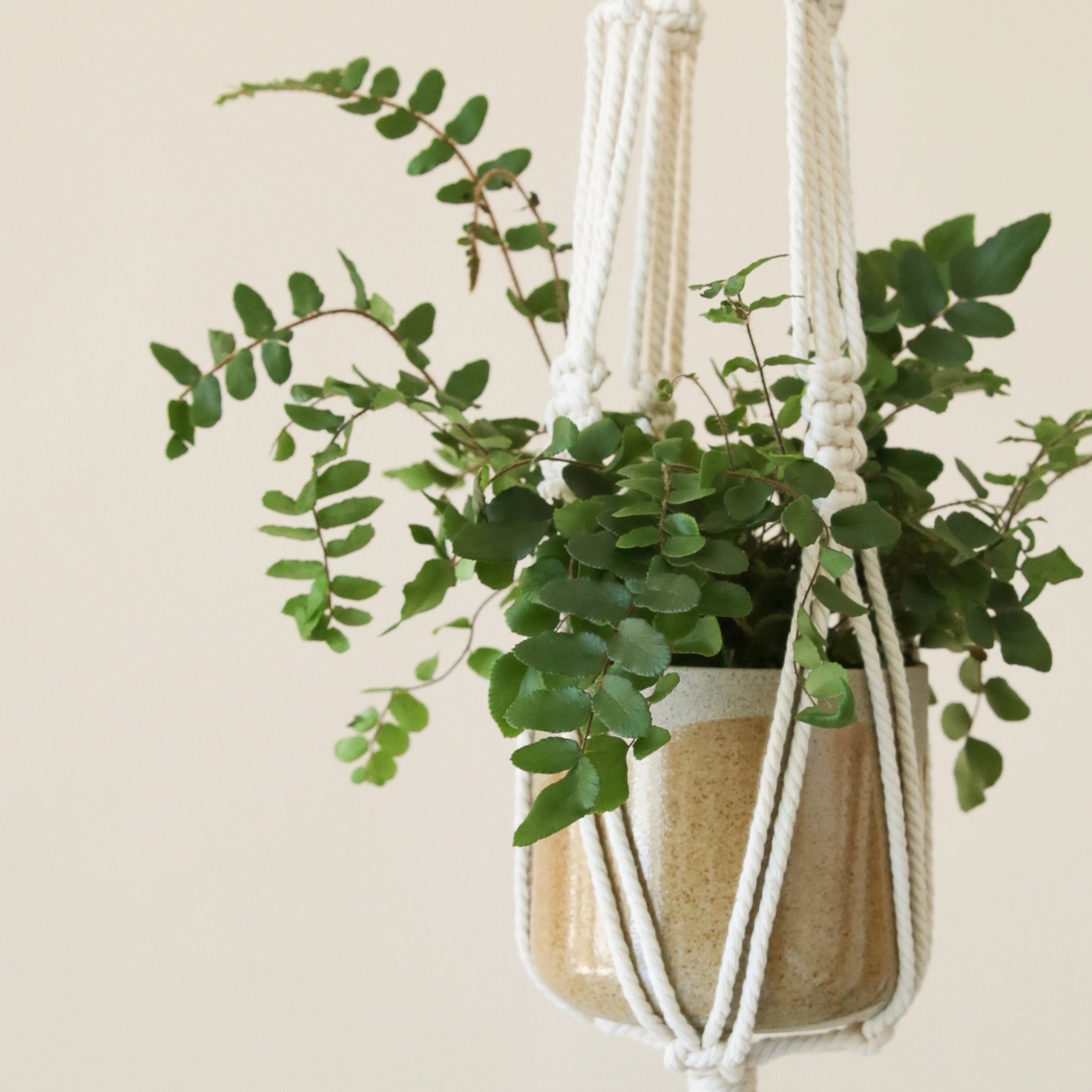 A neutral rope macrame plant hanger holding a tan ceramic planter with a green leafy plant inside. 