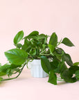 Pothos | Green