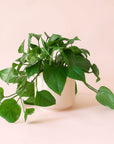 Pothos | Green