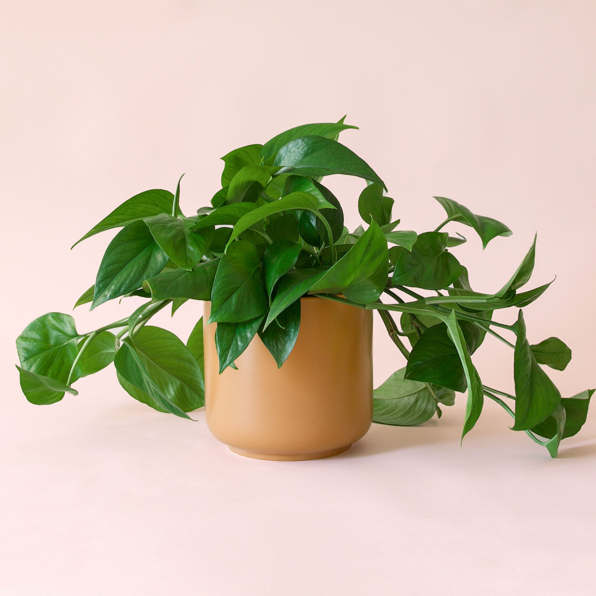 Pothos | Green