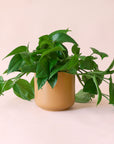 Pothos | Green