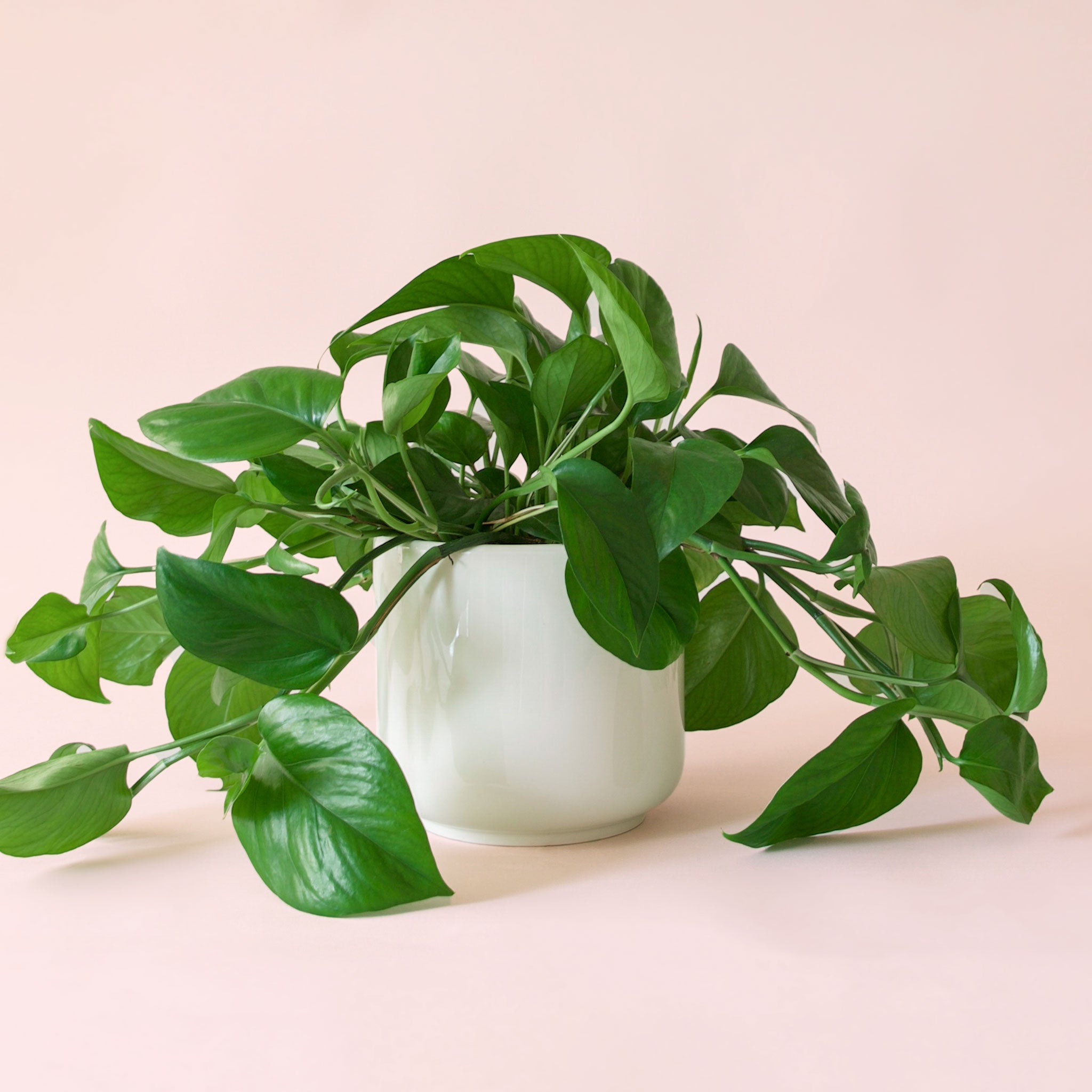 Pothos | Green