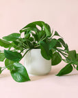 Pothos | Green