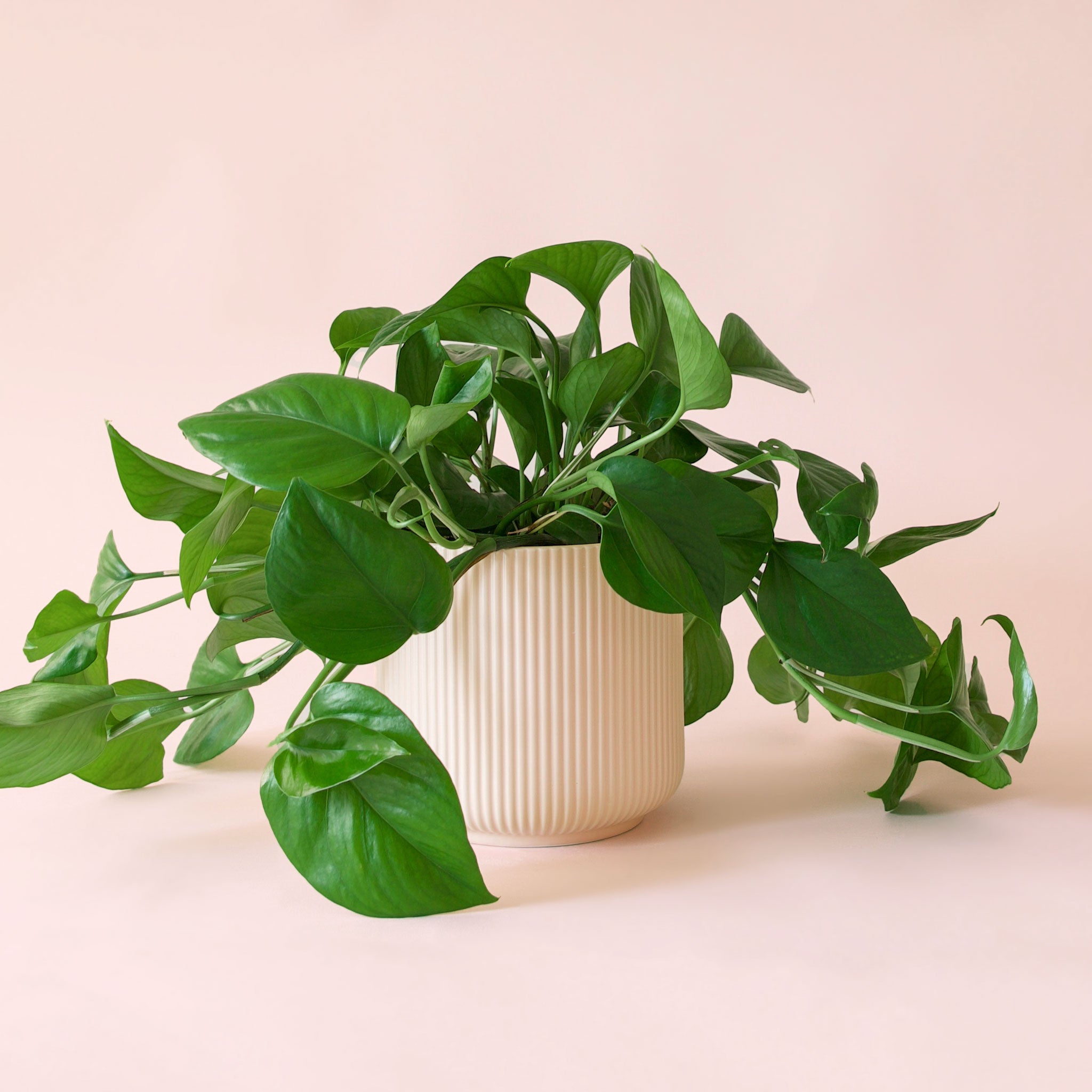 Pothos | Green