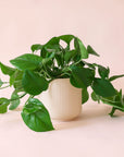 Pothos | Green