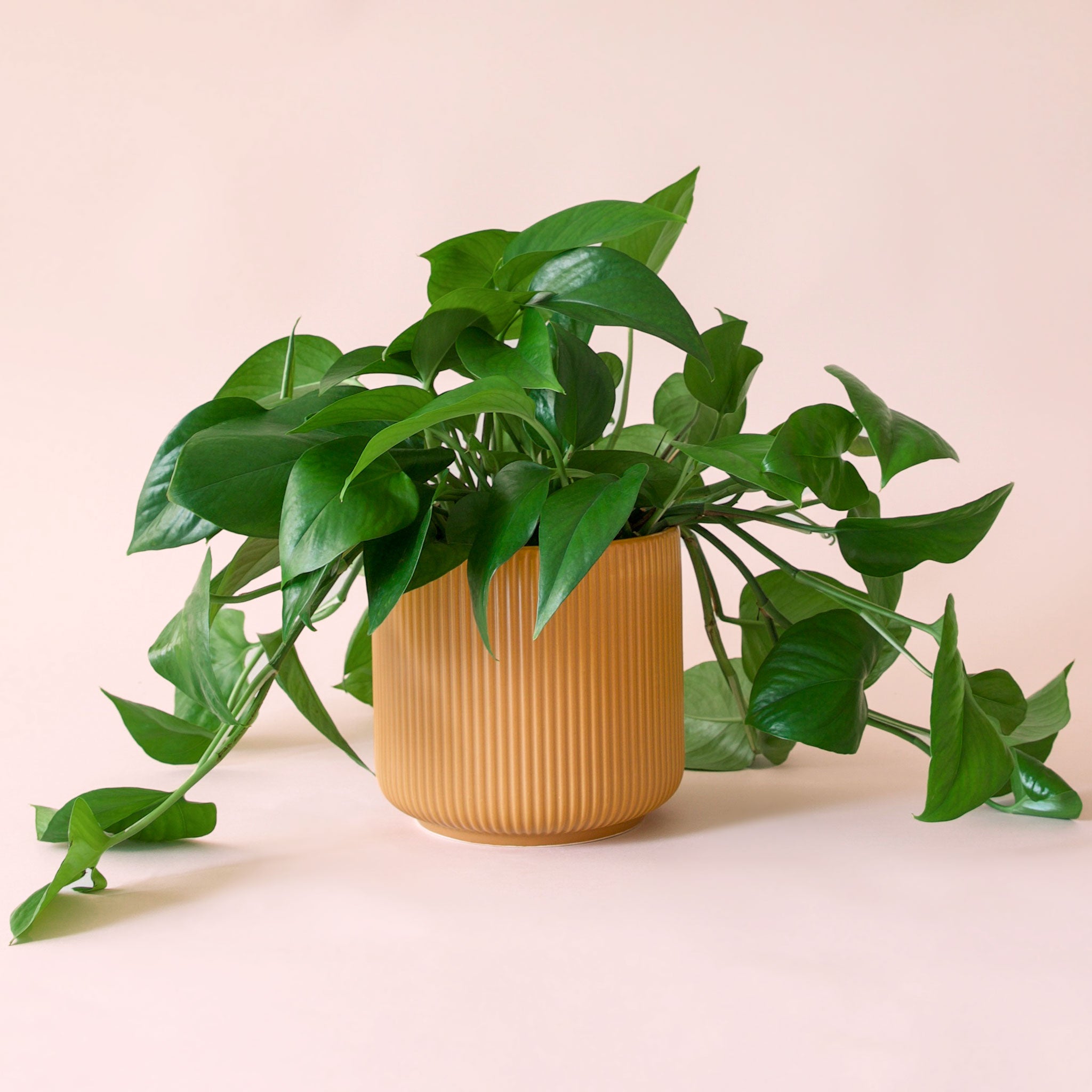 Pothos | Green