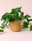 Pothos | Green