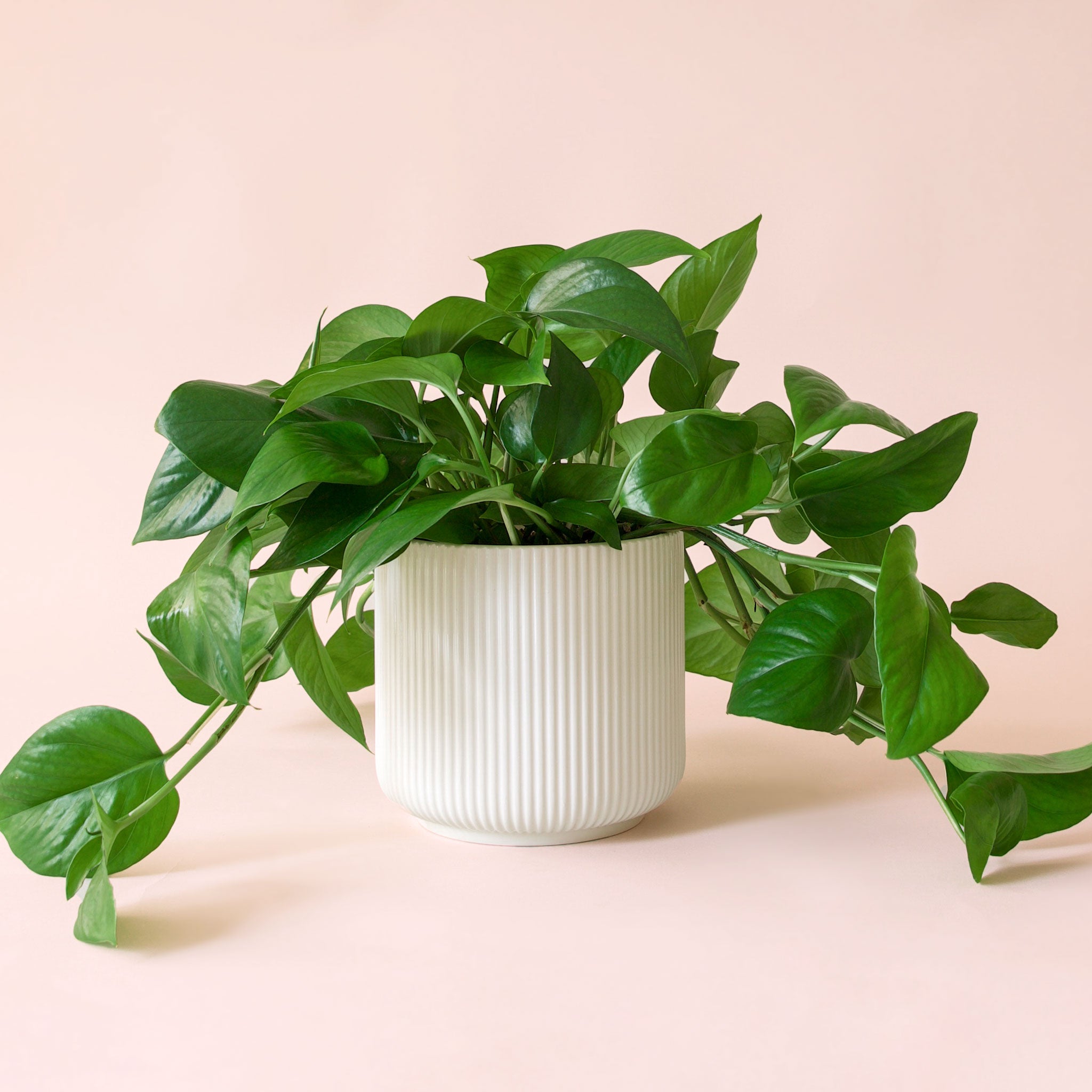 Pothos | Green