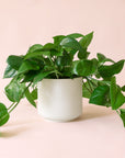 Pothos | Green