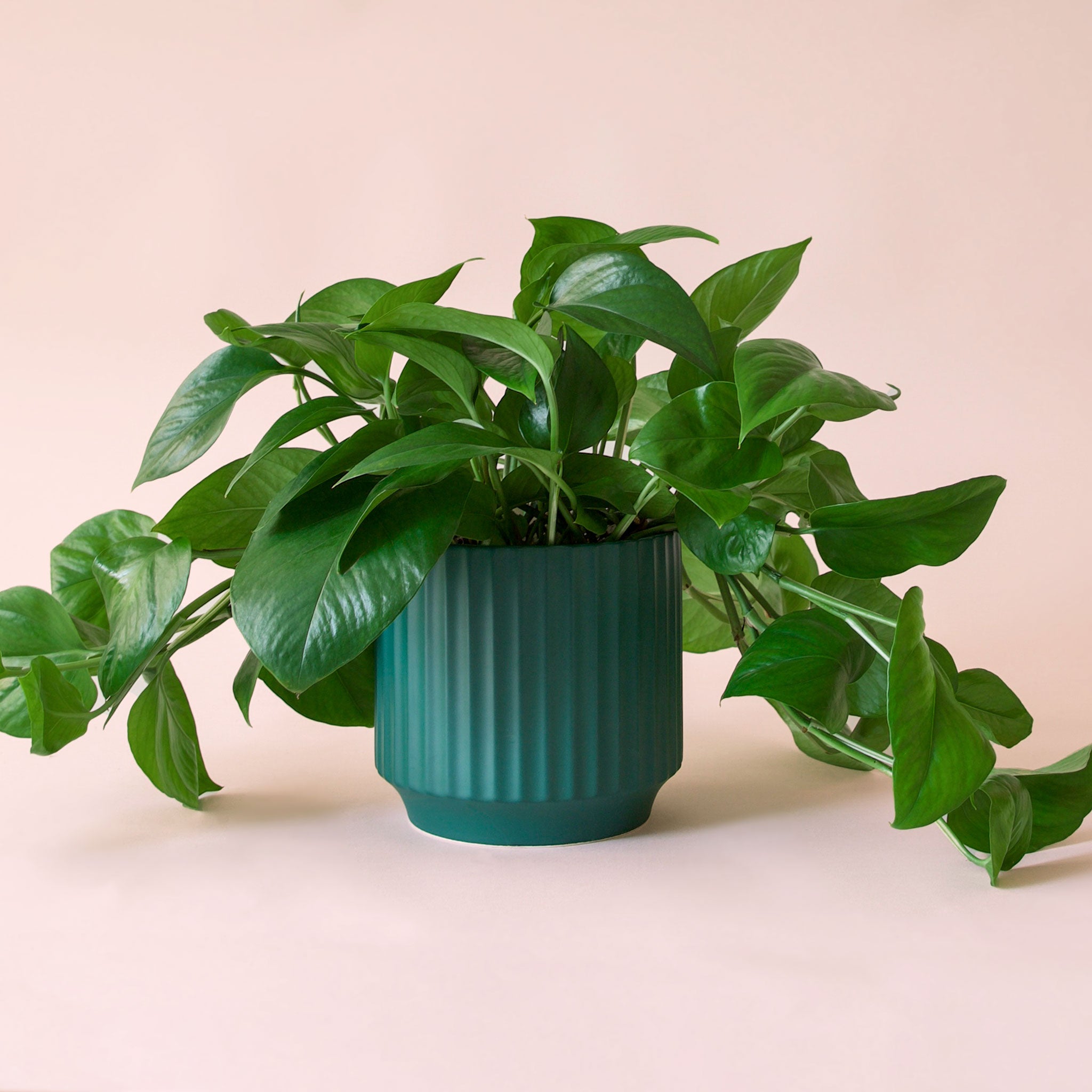 Pothos | Green