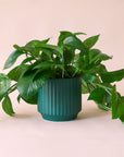 Pothos | Green